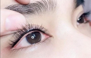 Phun mí cánh phượng